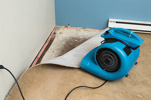 Best Flood damage cleanup  in Lubeck, WV